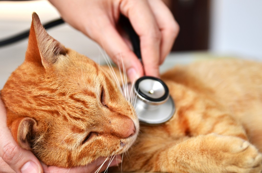 vet holding stethescope to cat