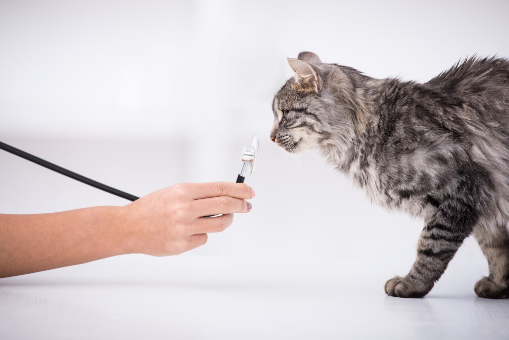 cat approaching stethescope