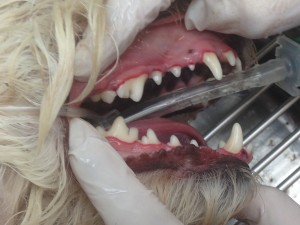 Dog after annual dental cleaning at Woodbine Animal Clinic in Toronto