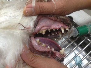 Dog before annual dental cleaning at Woodbine Animal Clinic in Toronto