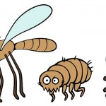 Ticks, Fleas, and Mosquitos | East Toronto Vet Clinic