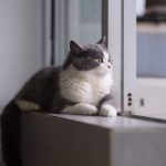 Why indoor cats need vaccines from Woodbine Animal Clinic Toronto