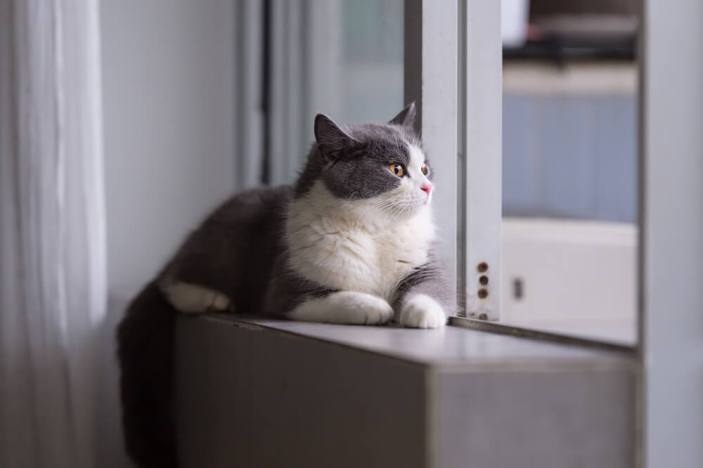 Why Indoor Cats Need Vaccines Woodbine Animal Clinic Toronto