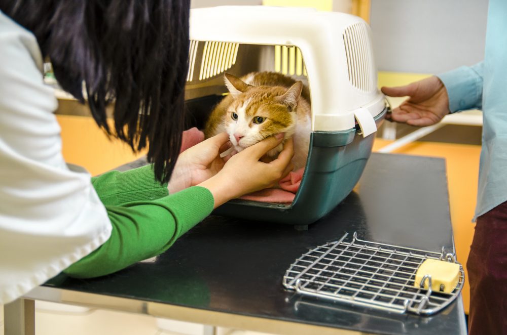 Creating FearFree Veterinary Visits for Cats Woodbine Animal Clinic