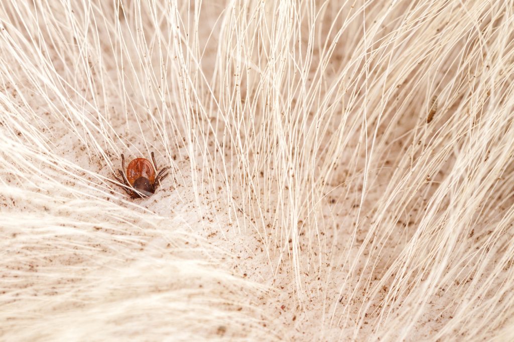 A tick clinging to a dog's skin.