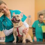 French bulldog with a vet, establishing a Understanding The Veterinary-Client-Patient-Relationship