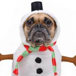 Small dog wearing a snowman costume- Pet-Friendly Gifts For The Holiday Season