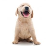 happy cream coloured Labrador puppy