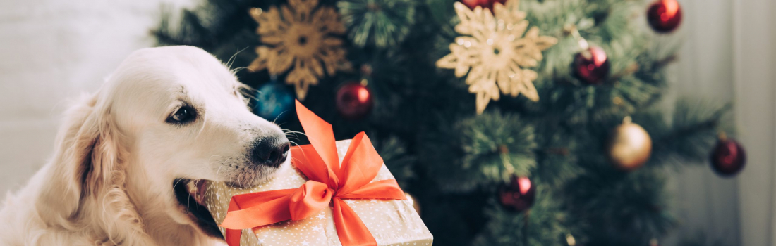 Six Ways to Dog Proof Your Christmas Tree