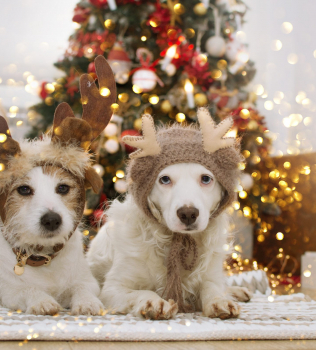 The Perfect Presents for Your Pet