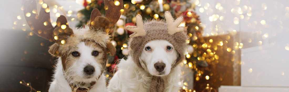 The Perfect Presents for Your Pet