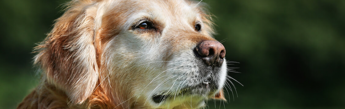 The Best Exercises for Your Senior Dog or Cat