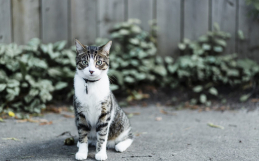 Why It’s Important To Keep Your Cat Indoors