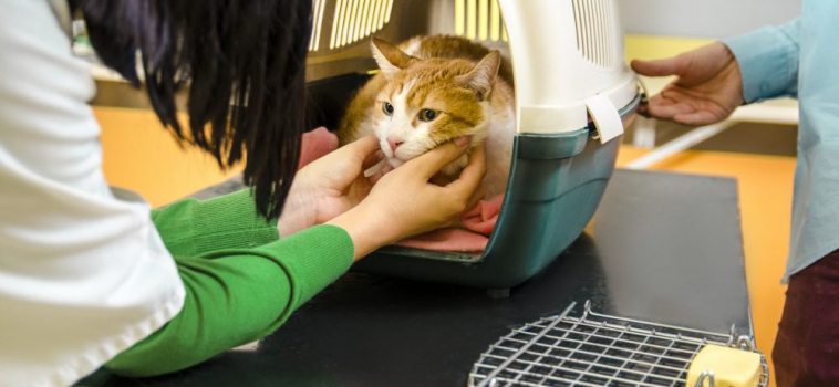 Fearful Cats and Veterinarians: How to Improve the Quality of Their Visits