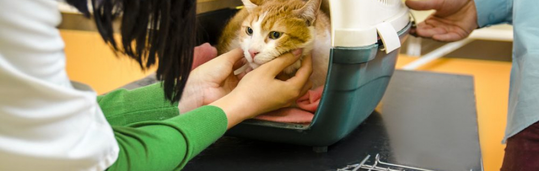 Fearful Cats and Veterinarians: How to Improve the Quality of Their Visits