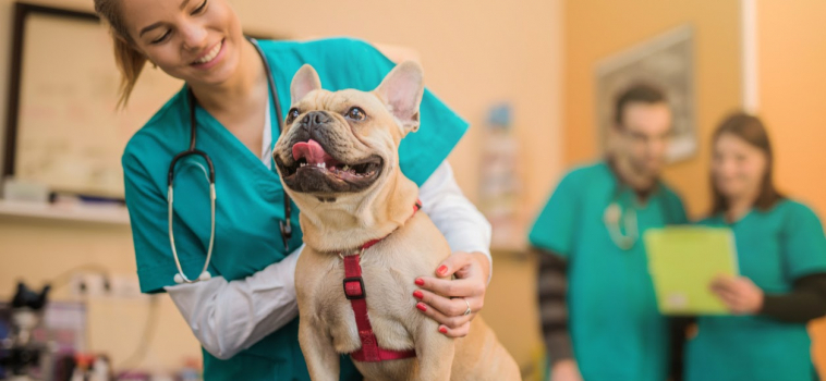 Keeping Your Pet Healthy: Understanding The Veterinary-Client-Patient-Relationship