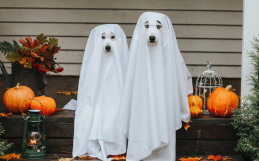How To Safely Celebrate Halloween with Your Pet