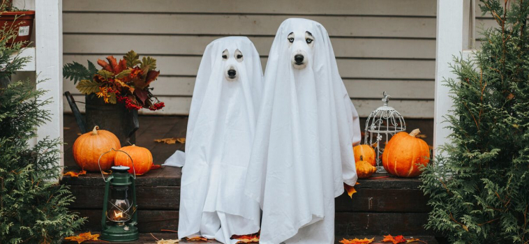 How To Safely Celebrate Halloween with Your Pet