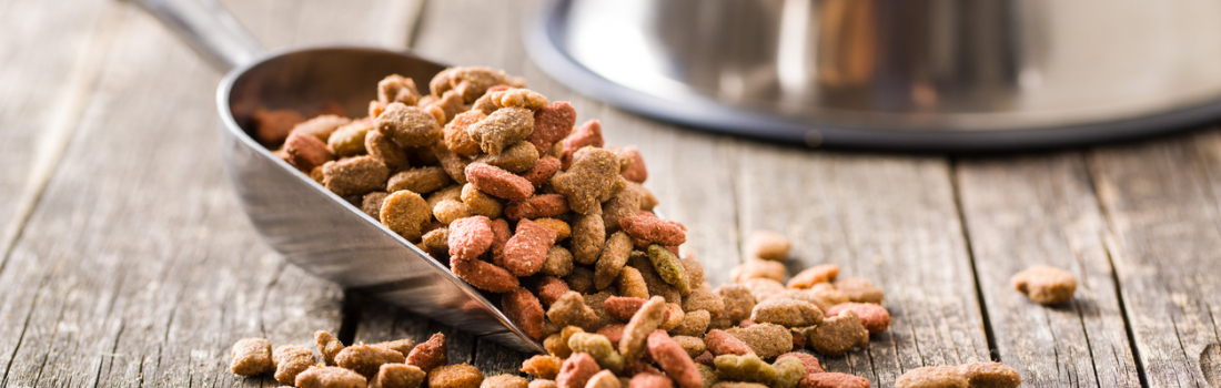 Are Grain-Free Diets A Good Idea For Your Pet?