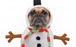 Pet-Friendly Gifts For The Holiday Season