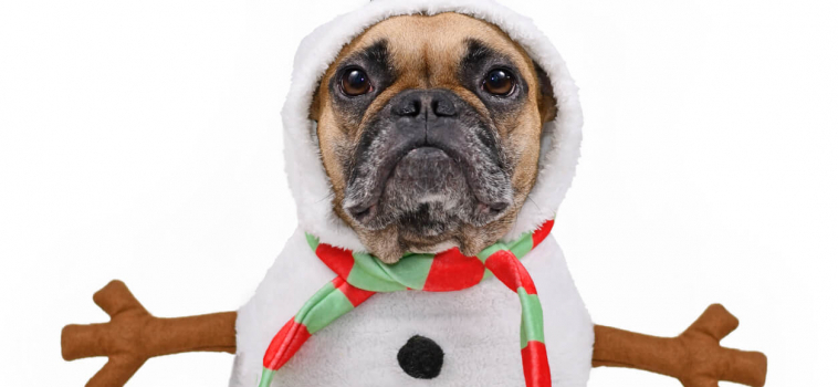 Pet-Friendly Gifts For The Holiday Season