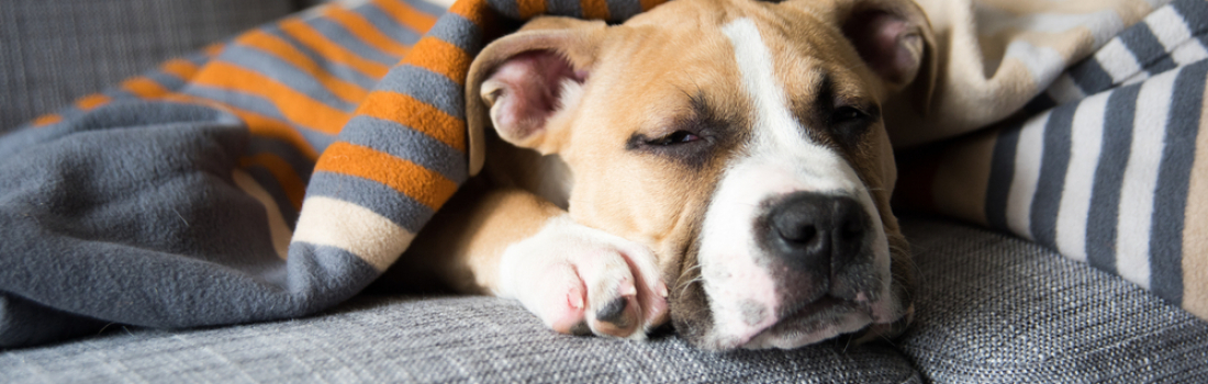 What you need to know about the Canine Flu