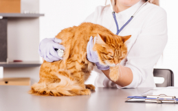 What to Do If Your Pet Has a Diabetic Emergency