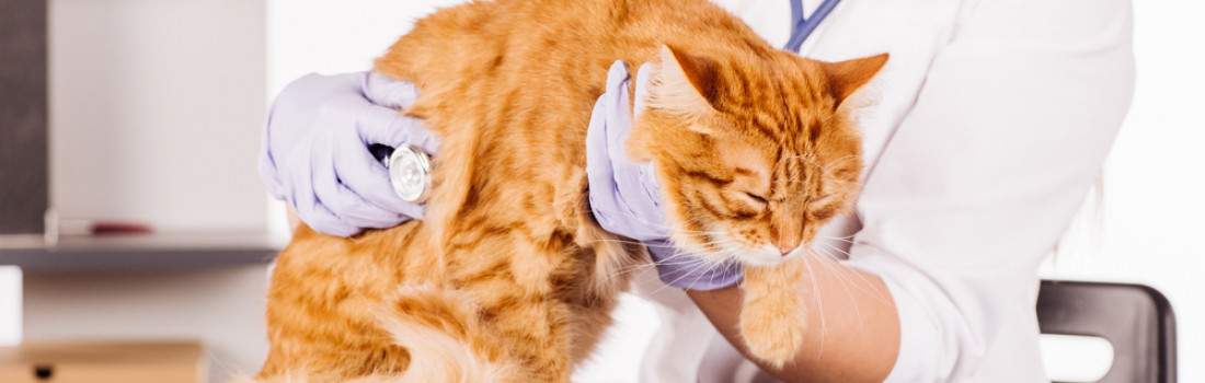 What to Do If Your Pet Has a Diabetic Emergency